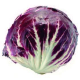 Achicoria