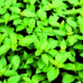Albahaca hoja pequeña