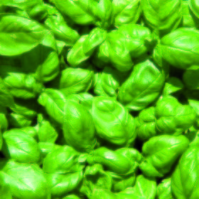 Albahaca pesto
