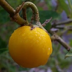 Berenjena Amarilla