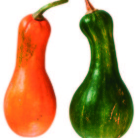 Calabaza dulce larga