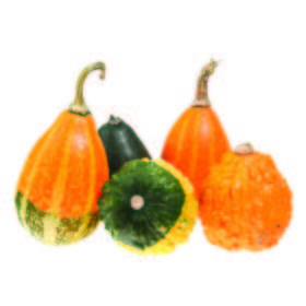 Calabaza de Adorno