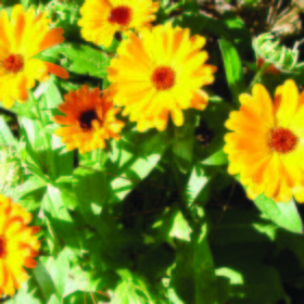 Calendula