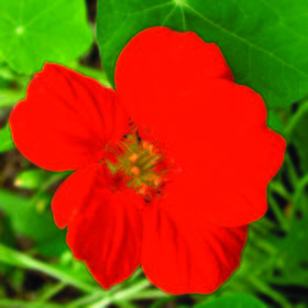 Capuchina