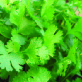 Cilantro
