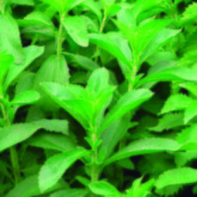 Stevia