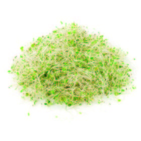 Alfalfa