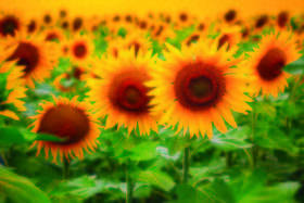 Girasol Flor del Sol