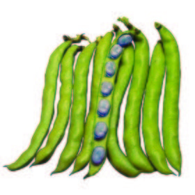 Haba reina mora