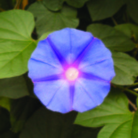 Ipomea violacea