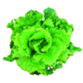 Lechuga Crispilla