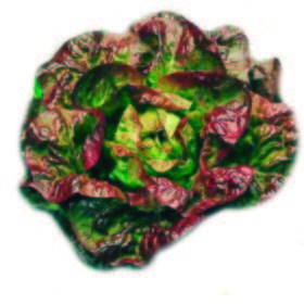 Lechuga Maravilla 4 estaciones