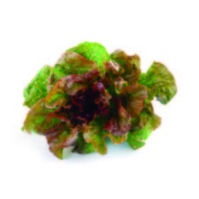 Lechuga maravilla de verano