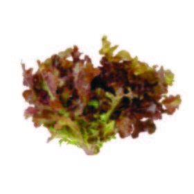 Lechuga hoja de roble