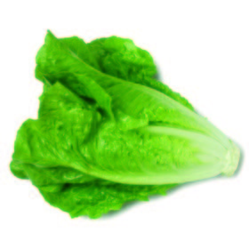Lechuga romana