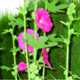 Malva Real