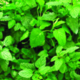 Citronela