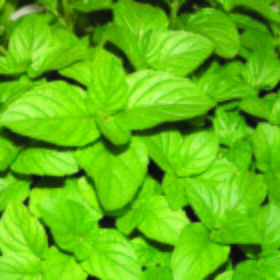 Menta piperita