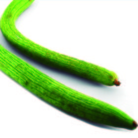 Pepino alficoz
