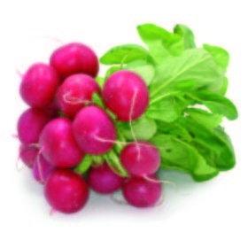 Rabanito