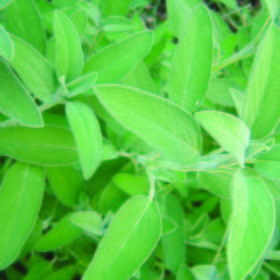 Salvia