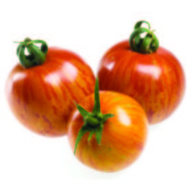Tomate cebra