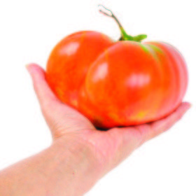 Tomate Muchamiel