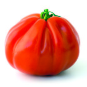 Tomate campana