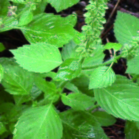 Albahaca Santa (Tulasi)