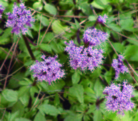 Valeriana